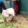 Tree planting program implemented in the office premises